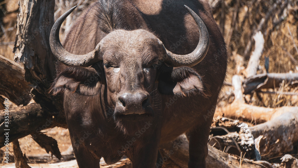 Buffalos in Kruger national park South Africa Buffalos in Kruger national park South Africa