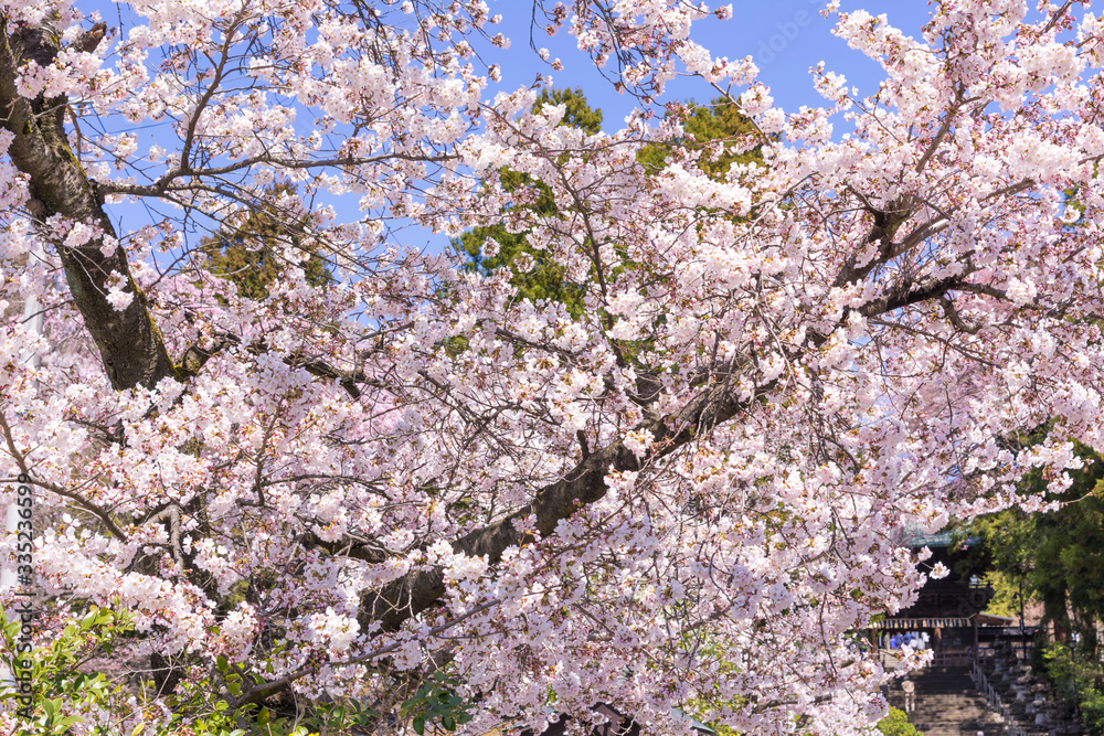 仙台の東照宮神社と桜