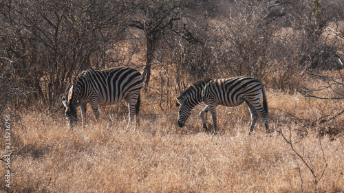 zebras in the savannah