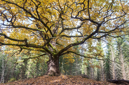 Old oak in forest in Lohja, Finland
 photo