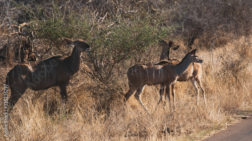 Obraz na płótnie kudus in Kruger national park South Africa