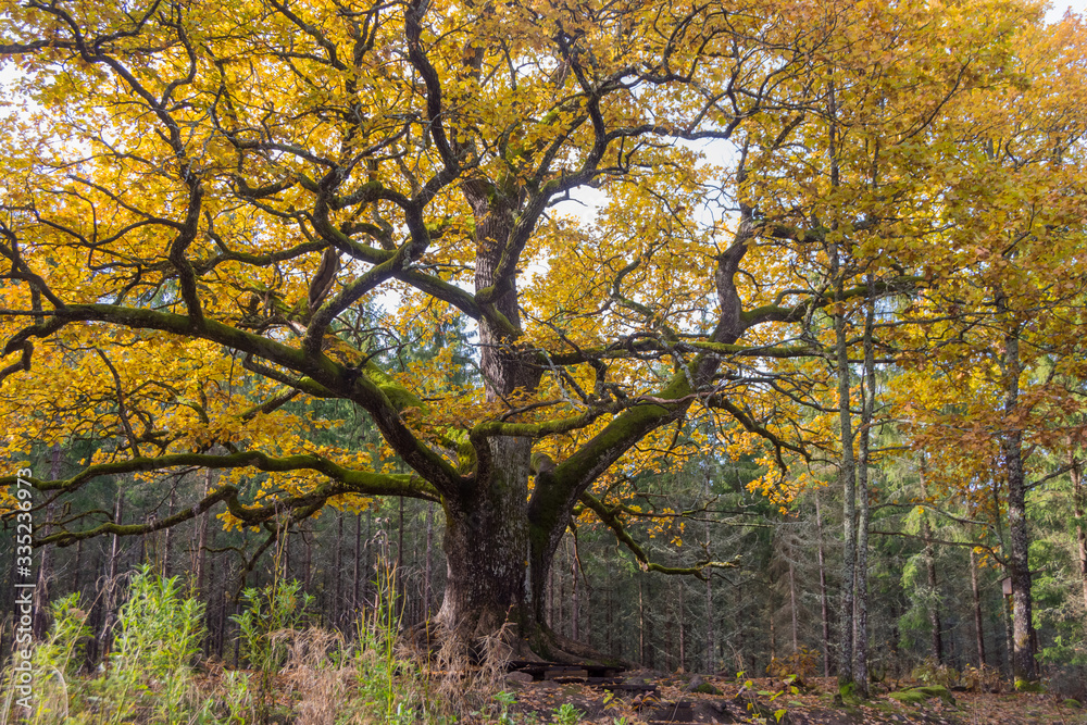 Old oak in forest in Lohja, Finland
