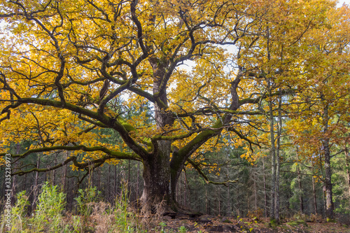Old oak in forest in Lohja, Finland 