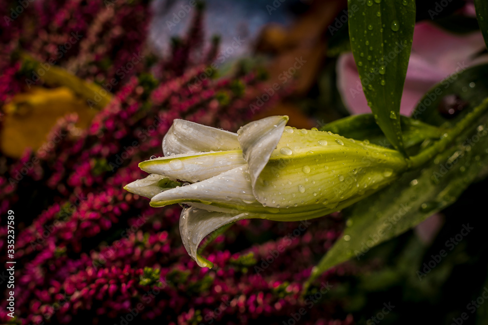 Obraz premium Friedhof