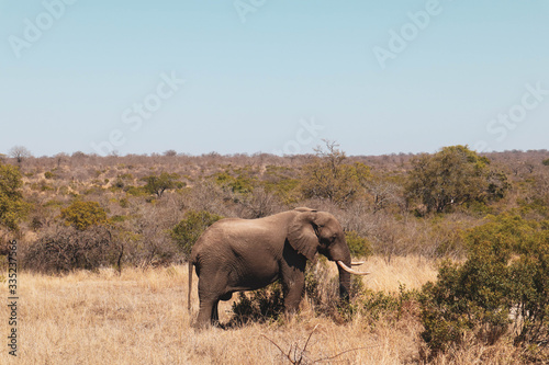 Canvas Print elephants in the wild