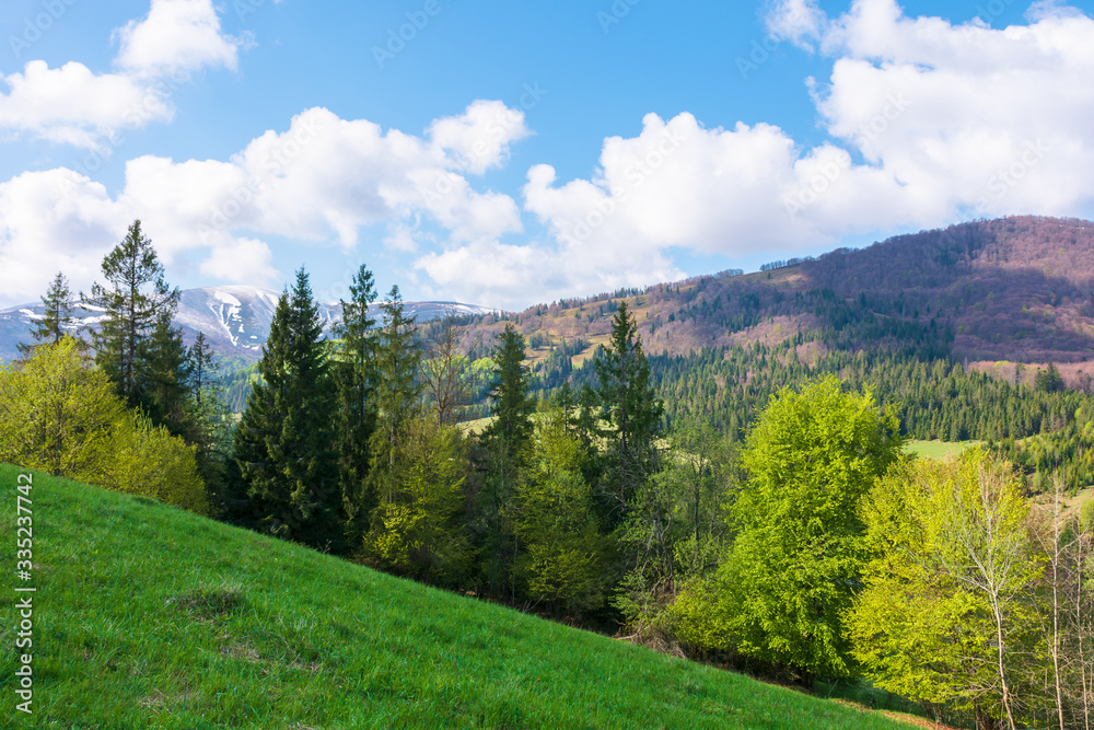 stunning landscape in springtime. row of trees on the meadow. mountain ridge beneath a blue sky with fluffy clouds in the distance. warm bright weather stunning landscape in springtime. row of trees on the meadow. mountain ridge beneath a blue sky with fluffy clouds in the distance. warm bright weather