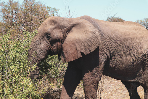 Photography elephants in the wild
