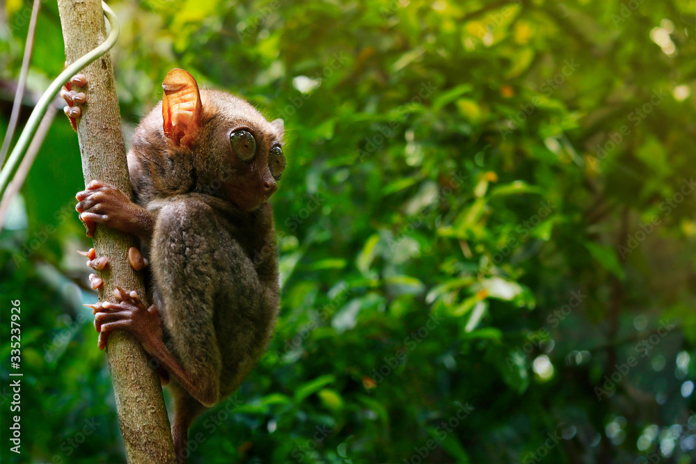 Obraz premium tarsier monkey in the rainforest of bohol in Philippines 
