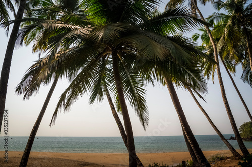Fototapeta Naklejka Na Ścianę i Meble -  Line of palm trees near the ocean