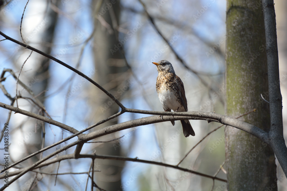 The thrush feeds on the remains of berries in the city.
The thrush feeds on the remains of berries in the city.