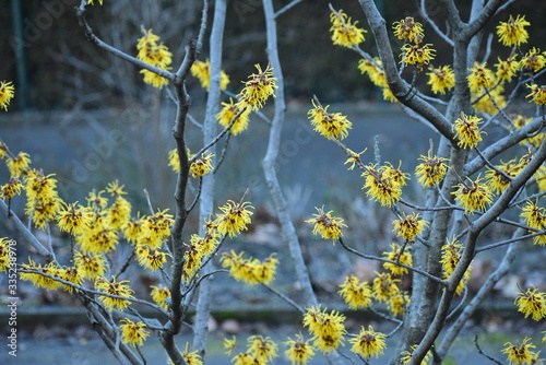 Картината върху платно Witch hazel hamamelis mollis growing in Viktoriapark Berlin Germany