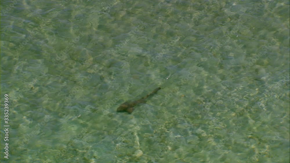Aerial shot of shark swimming in crystal clear and turquoise waters of the Caribbean Aerial shot of shark swimming in crystal clear and turquoise waters of the Caribbean