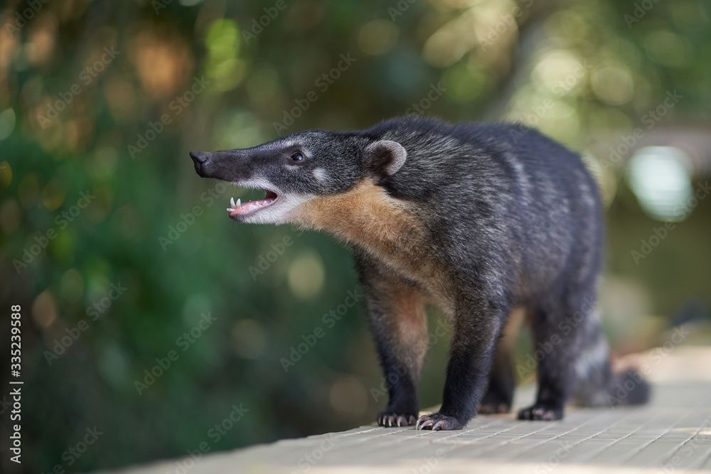 Coati z okolic Iguazu Coati z okolic Iguazu