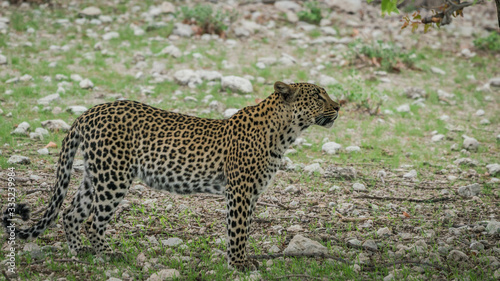 Leopard in Etosha NP, Namibia