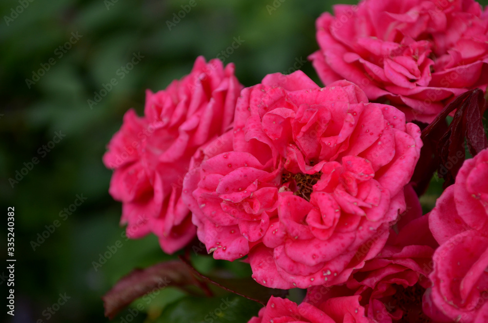 the most beautiful is the ideal flower for many - a rose. high-quality photos for the background, inspiration, contemplation, enjoyment. Use them to create your own unique / content on social networks the most beautiful is the ideal flower for many - a rose. high-quality photos for the background, inspiration, contemplation, enjoyment. Use them to create your own unique / content on social networks