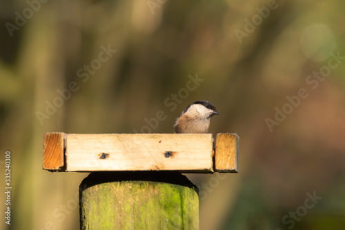 Poecile montanus. Willow Tit against a natural woodland background.