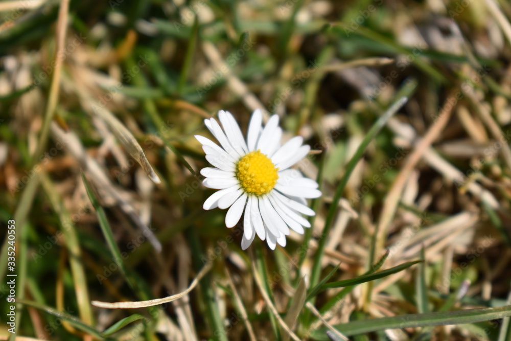 White daisy flower