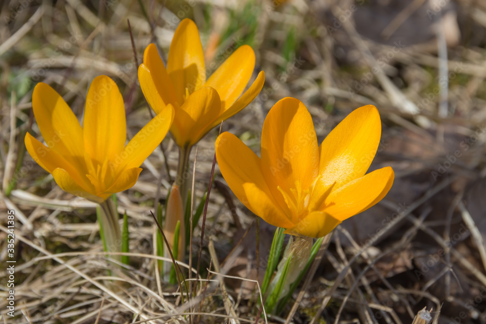 yellow crocuses bloom in spring yellow crocuses bloom in spring