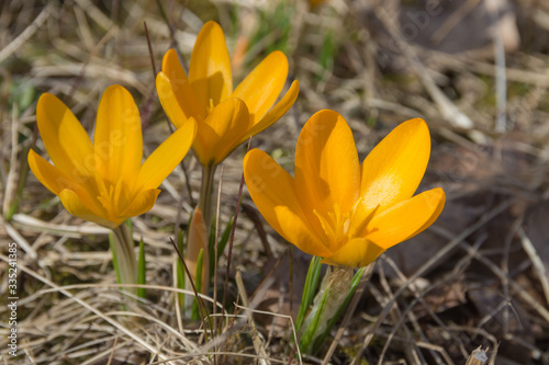 yellow crocuses bloom in spring