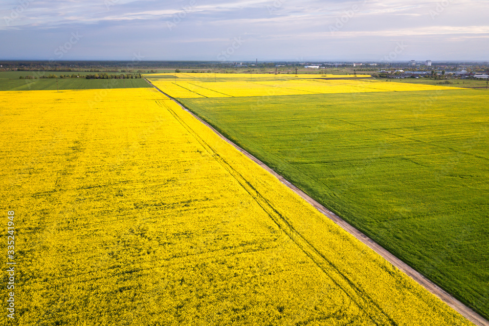Aerial view of straight ground road in green and yellow fields with blooming rapeseed plants on sunny spring or summer day. Drone photography.