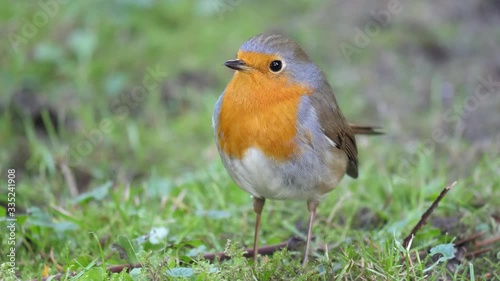 Robin Redbreast in the garden (3) [4K50p]