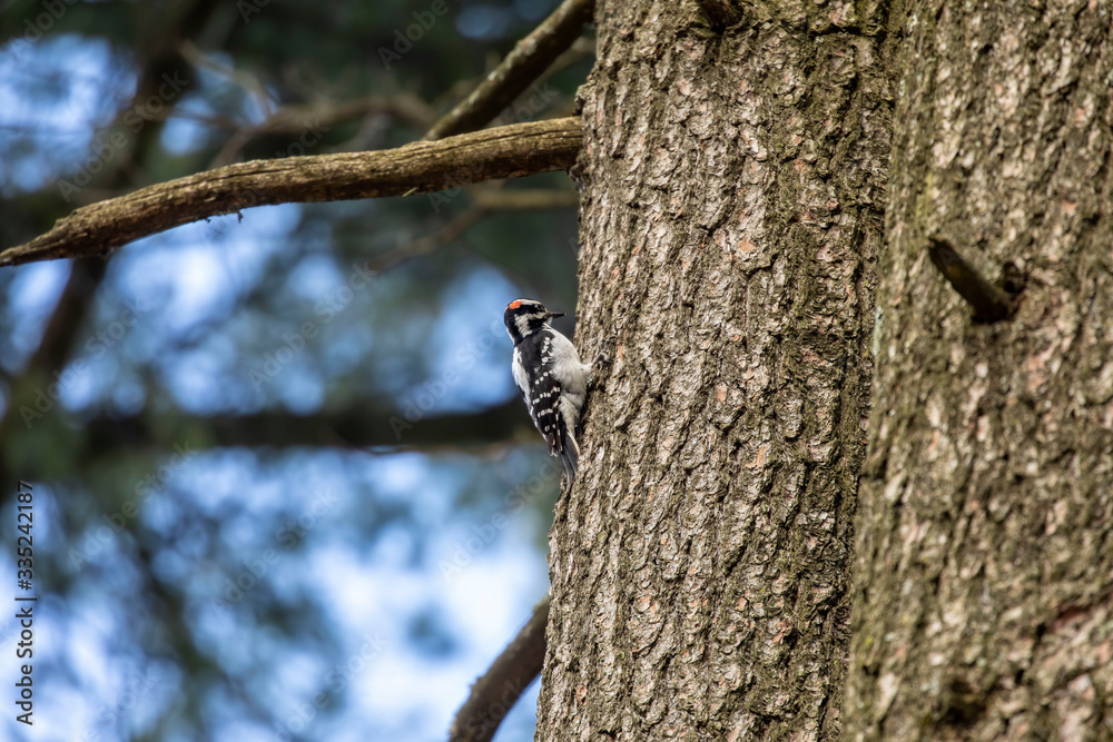 Woodpecker in spring forest. Natural scene from state park. Woodpecker in spring forest. Natural scene from state park.