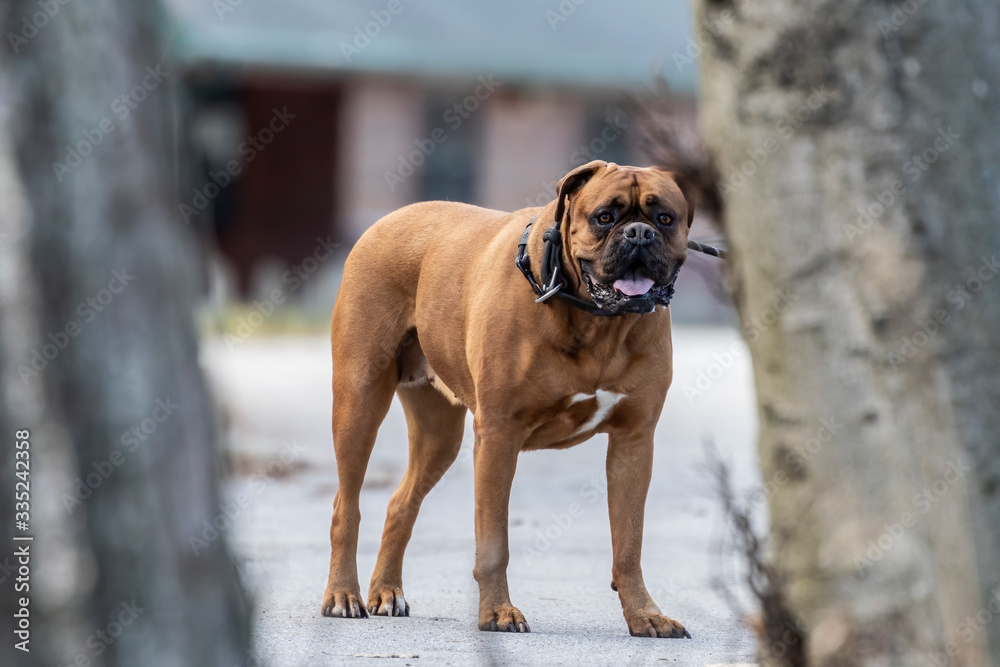 Boxer dog in the citi park