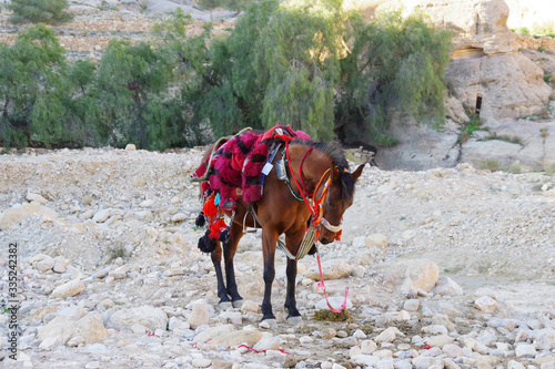 Cheval bai brun photo