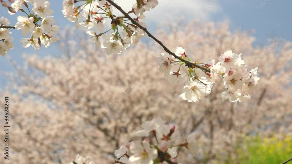風に揺れる桜 風に揺れる桜