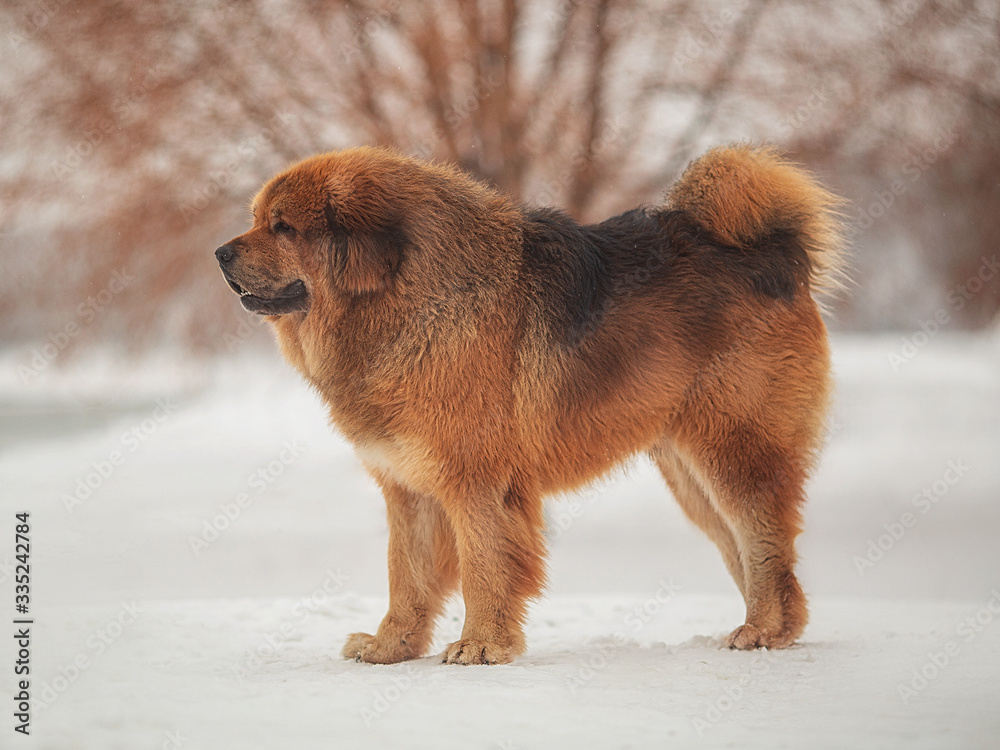 A large shaggy red brown dog of the Tibetan Mastiff breed stands on the white snow in a Park by the river and looks far away A large shaggy red brown dog of the Tibetan Mastiff breed stands on the white snow in a Park by the river and looks far away