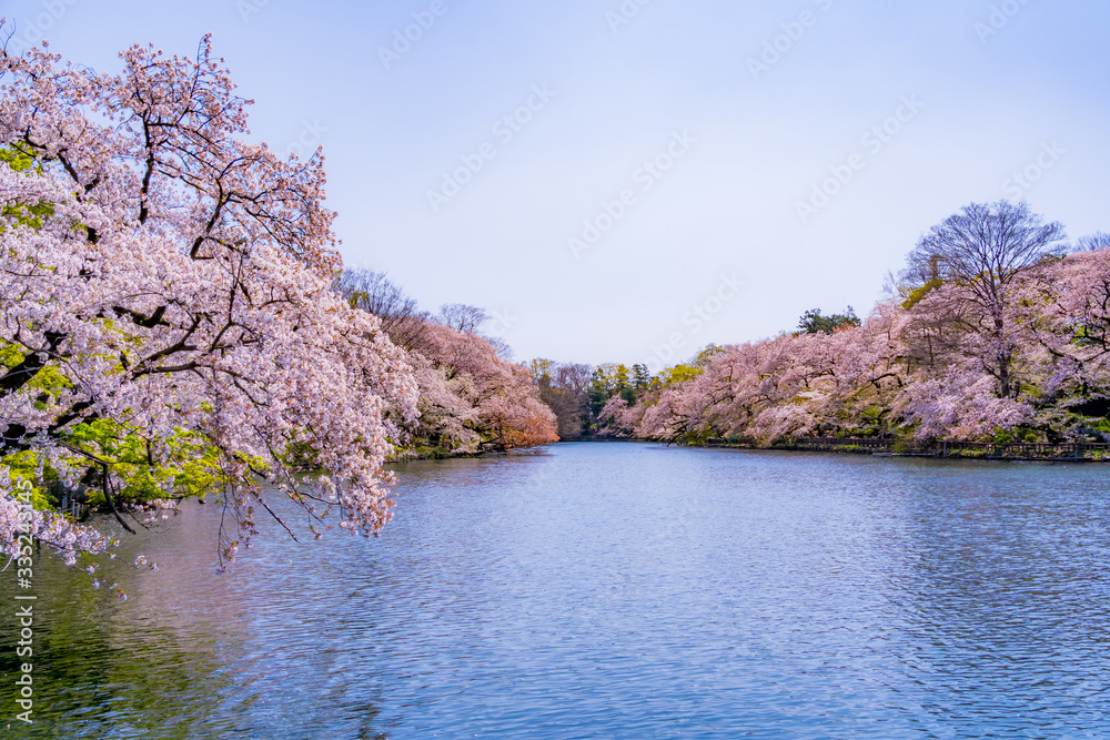 Cherry blossoms in Inokashira Park, Kichijoji, Tokyo Cherry blossoms in Inokashira Park, Kichijoji, Tokyo
