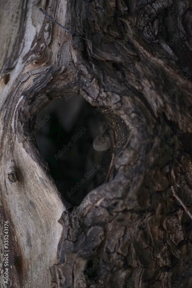 Heart shaped tree hole in old dead tree trunk   