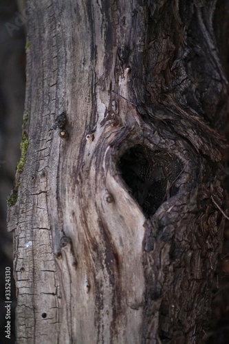 Heart shaped tree hole in old dead tree trunk   
