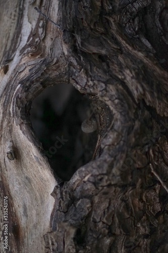 Heart shaped tree hole in old dead tree trunk 