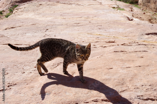 Chat tigré profitant du soleil, Pétra photo