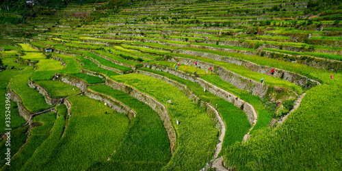 rice field terrace in the area of banaue,in Philippines 