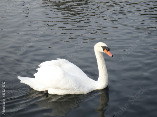 A swan in London - SAMSUNG CAMERA PICTURES