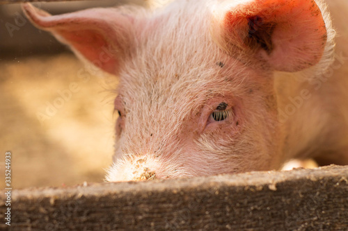 pig a real pig with a dirty nose