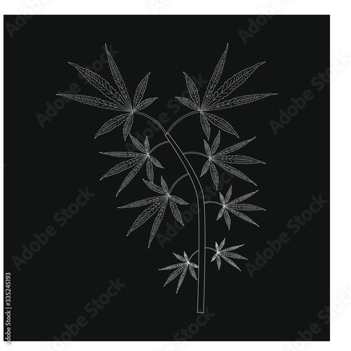 cannabis leaves on white background