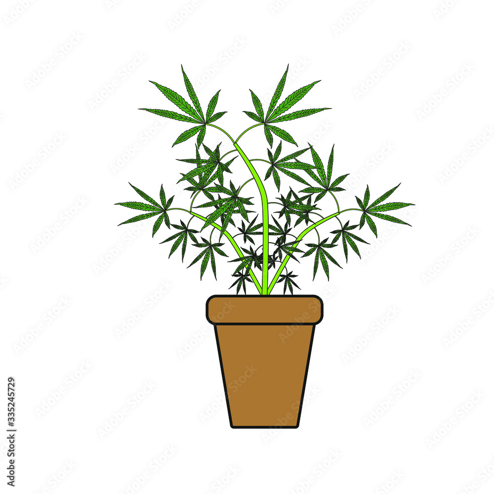 cannabis leaves on white background cannabis leaves on white background