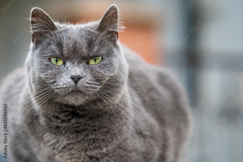 Closeup portrait of serious grey furry cat.