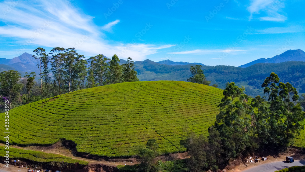 Tea plantations in Munnar, Kerala, India. Beautiful views of green hills.