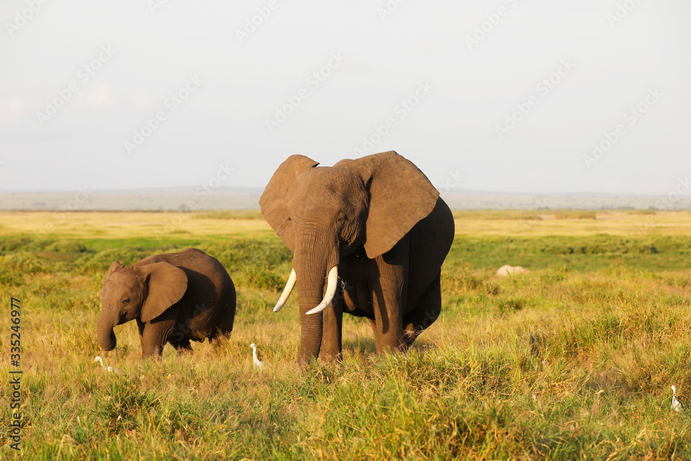 Fototapeta premium Elephants in Amboseli Nationalpark, Kenya, Africa