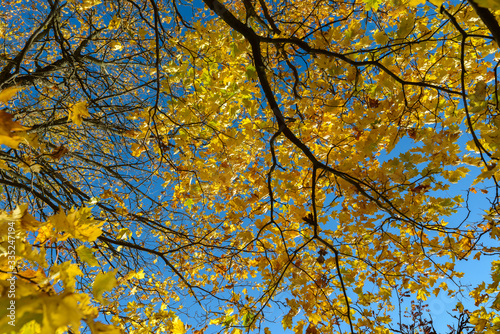 Autumn trees with vibrant yellow leaves against view of the sky