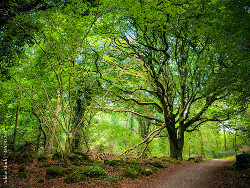 forest in Ireland