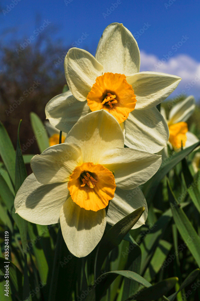 Beautiful spring flowers daffodils on a background of blue sky Beautiful spring flowers daffodils on a background of blue sky