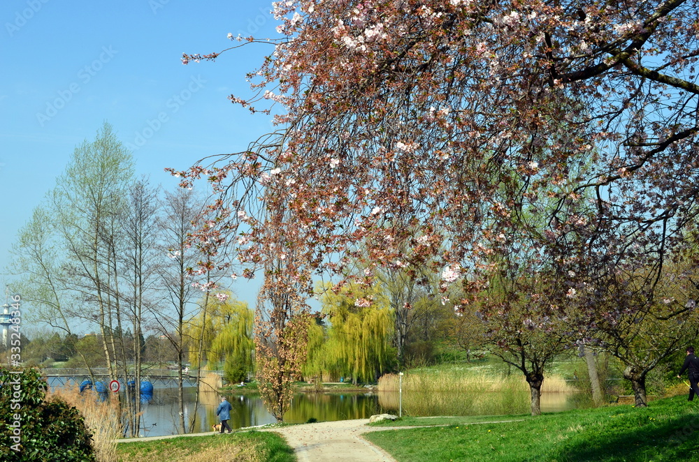 Frühling im Freiburger Seepark