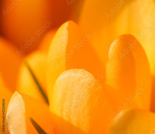 Abstract floral background, yellow crocus flowers. Macro flowers backdrop for holiday brand design