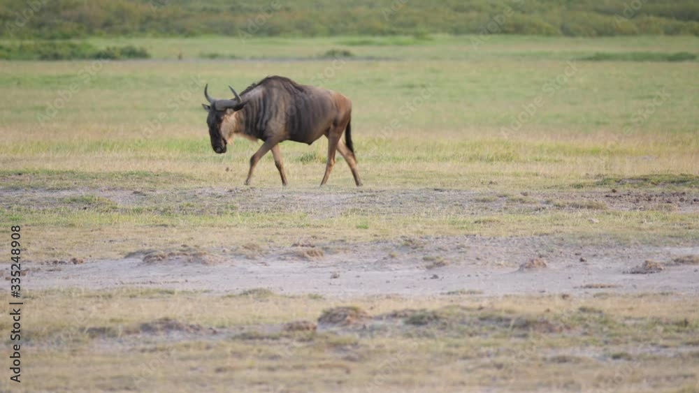 Single Wildebeest Male walks across the green savanna in UHD Single Wildebeest Male walks across the green savanna in UHD