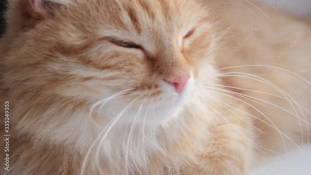 Cute ginger cat lying on window sill. Fluffy pet sits at home in quarantine without walking outside. Slow motion. Cute ginger cat lying on window sill. Fluffy pet sits at home in quarantine without walking outside. Slow motion.